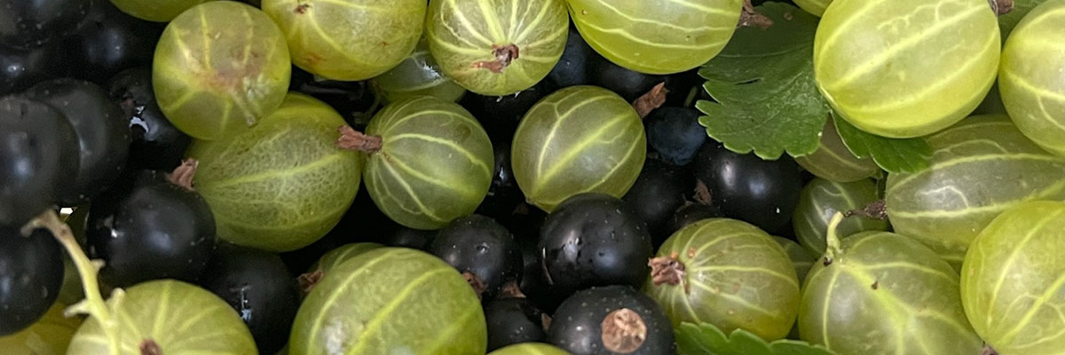 Beeren aus eigener Ernte